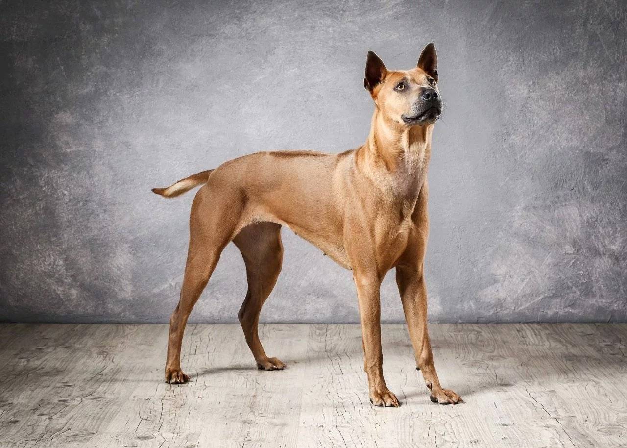Тайский риджбек: фото, описание породы, отзывы владельцев, характер собаки