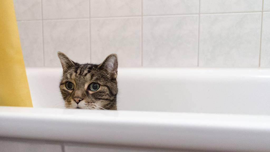 Почему кошки боятся воды - причины и как приучить купаться