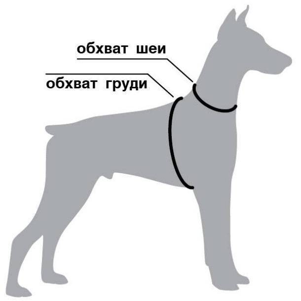 Как правильно выбрать шлейку для маленькой, средней и крупной собаки