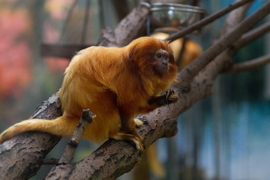 Самые маленькие среди обезьянок в мире