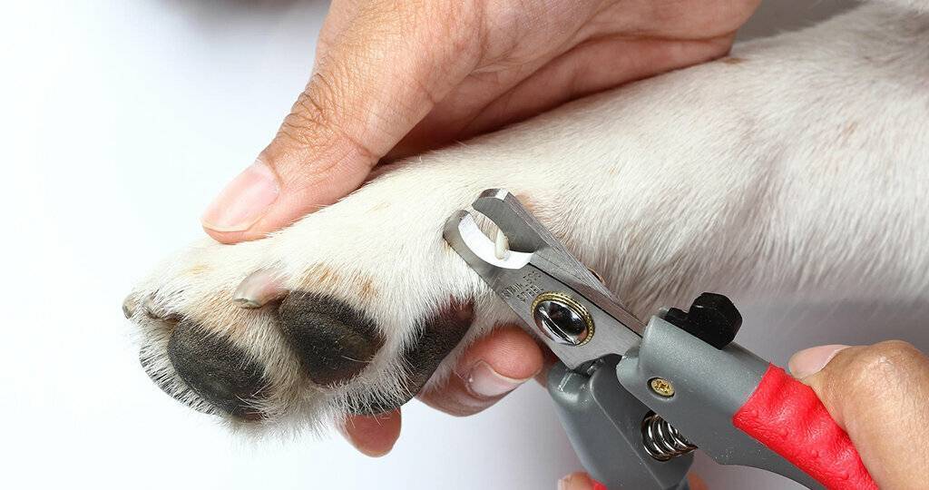 Как подстричь когти кошке: готовимся и проводим процедуру правильно | звери дома