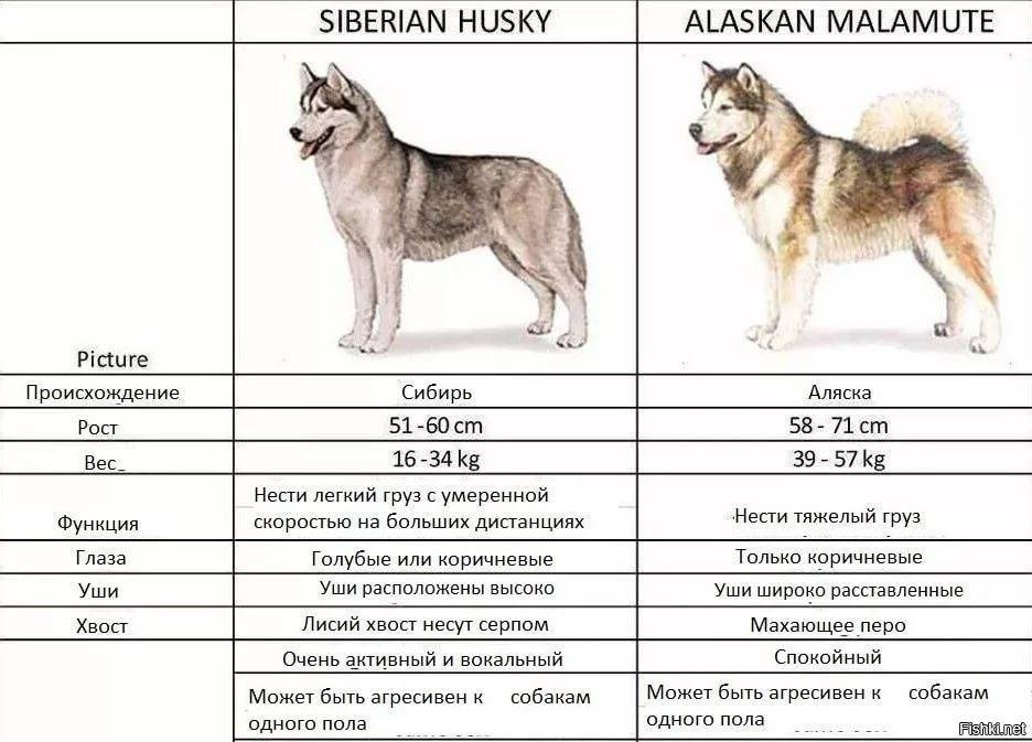 10 отличий между маламутом и хаски (фото): сравнение и описание пород