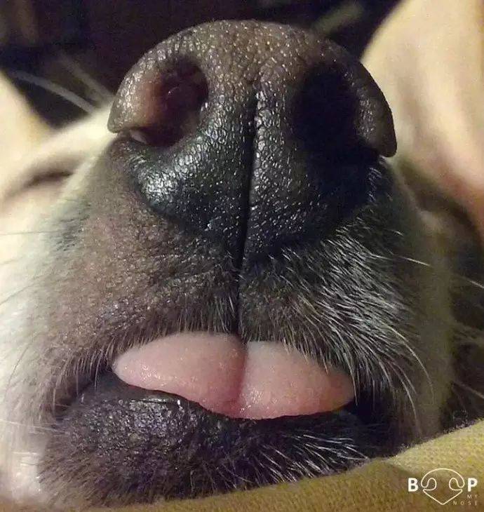 Важные сведения о собачьем носе: нормальный нос теплый или холодный