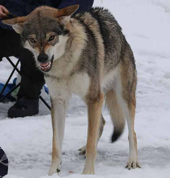 Волчья собака сарлоса - характер и описание породы волкособа