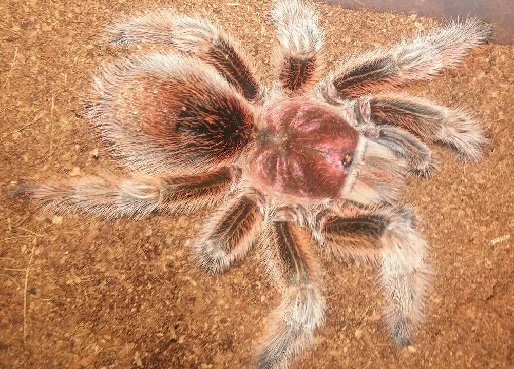 Самый красивый паук в мире (18 фото + 4 видео)