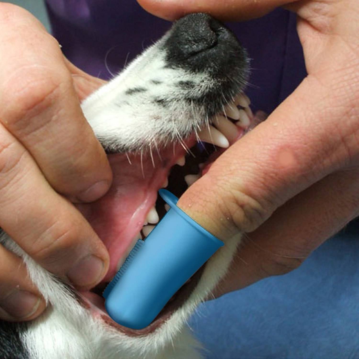 Как чистить зубы котёнку: инструкция и рекомендации ветеринара | звери дома