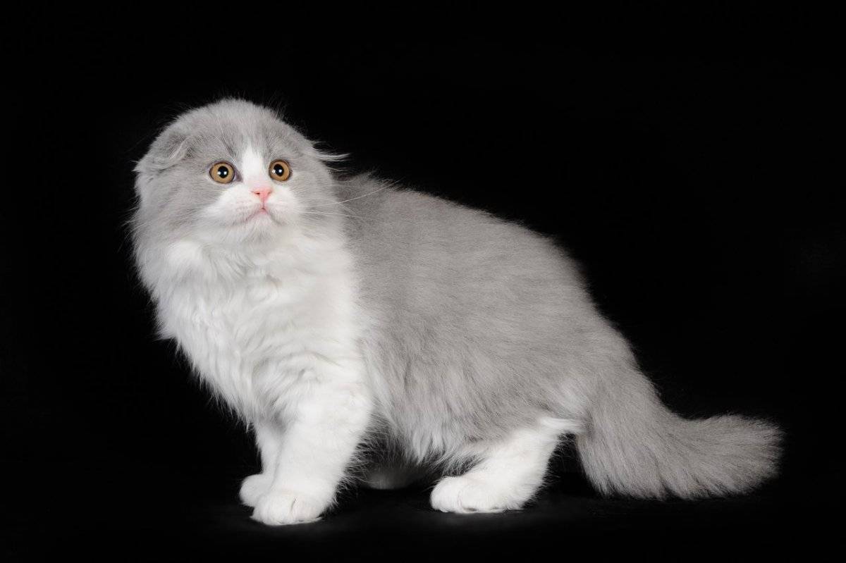Хайленд-фолд: шотландская вислоухая длинношерстная кошка