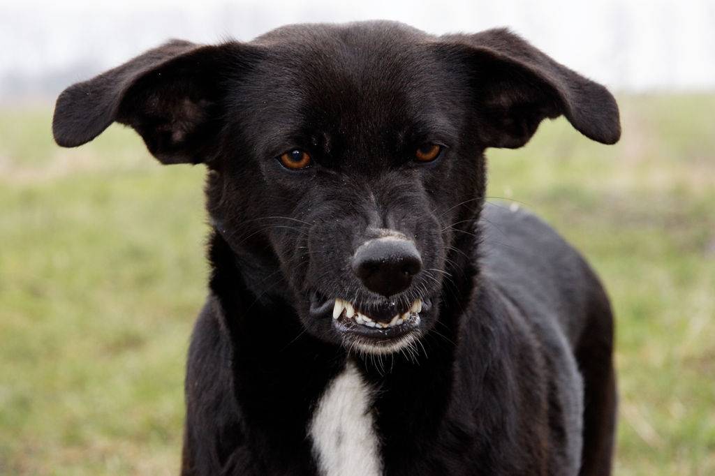 Агрессивные породы собак. описание, названия и фото самых агрессивных собак