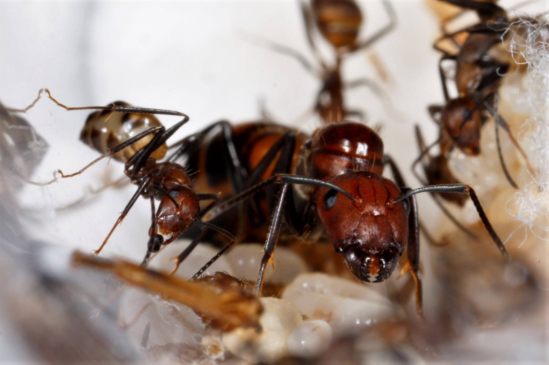 Строят ли муравьи мегаполисы?