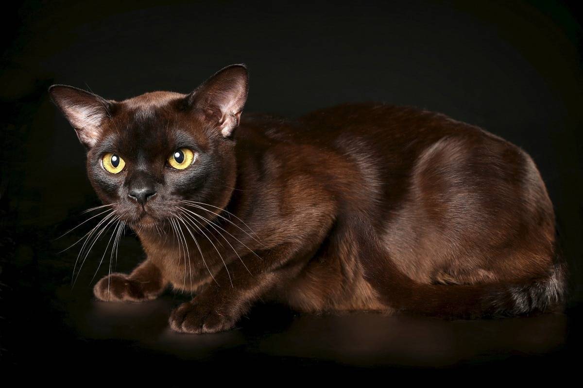 Характер кошек породы бурманская кошка
