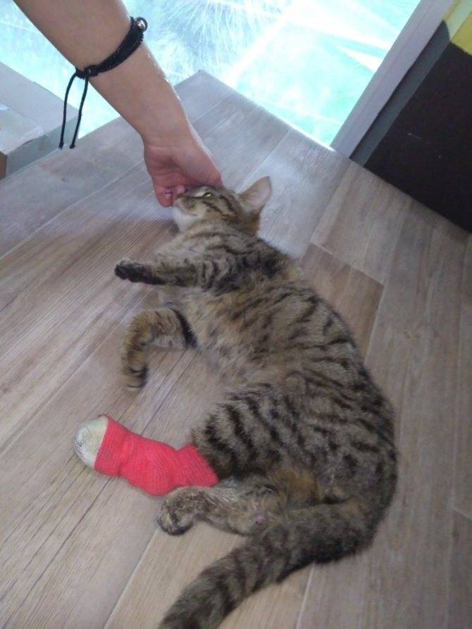 Переломы у кошек