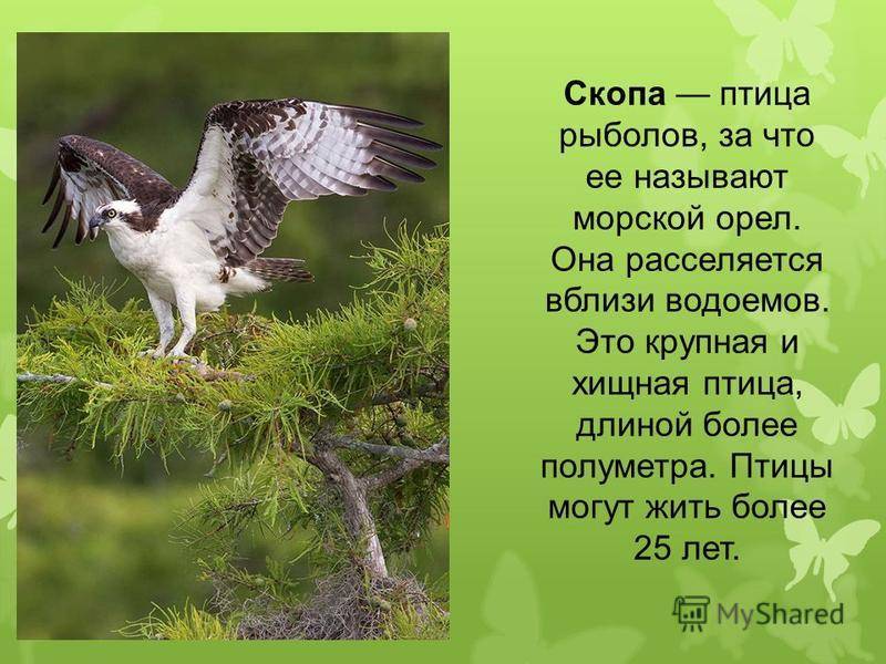 Скопа - птица из красной книги, фото и описание, где обитает и чем питается, факты | рыболов скопа