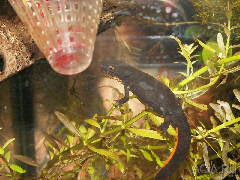 Аквариумные тритоны :уход,содержание,описание,размножение,фото,видео. | аквариумные рыбки