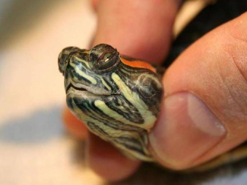 Болезни красноухих черепах: симптомы и лечение (фото) :: syl.ru