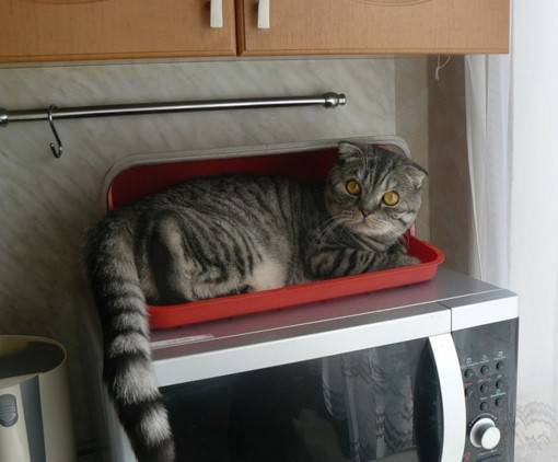 ᐉ как отучить кошку воровать еду со стола? - ➡ motildazoo.ru