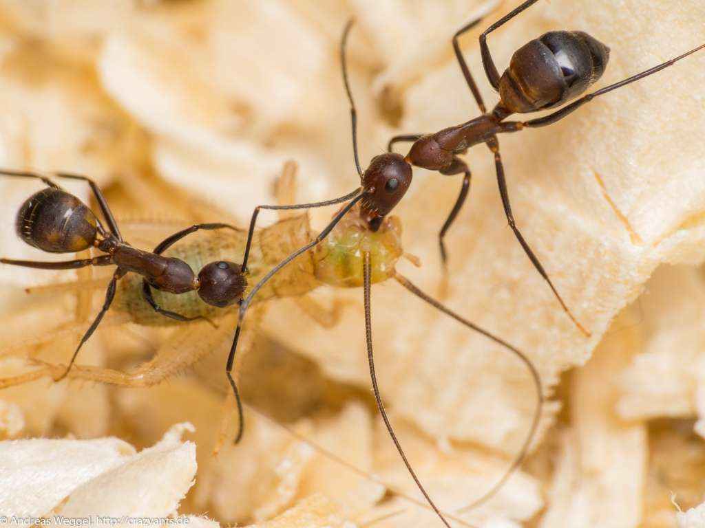 Учебное исследование по теме: «жизнь муравьев в муравьиной ферме»