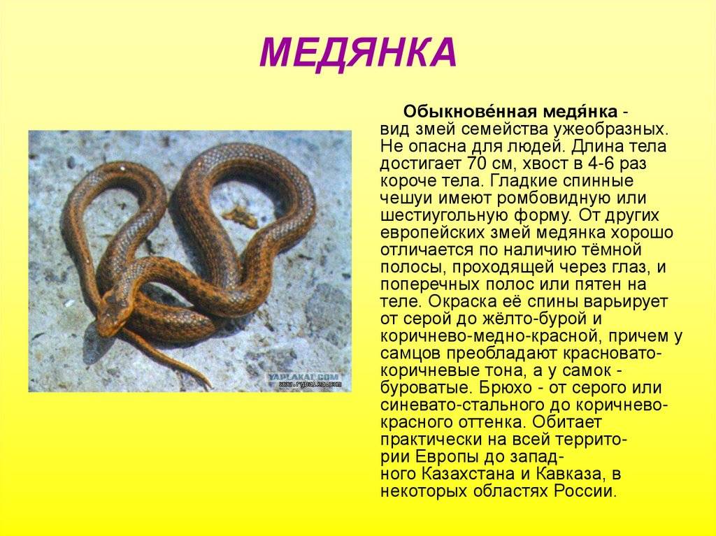 Медянка: описание, ареал, особенности поведения и образа жизни змеи