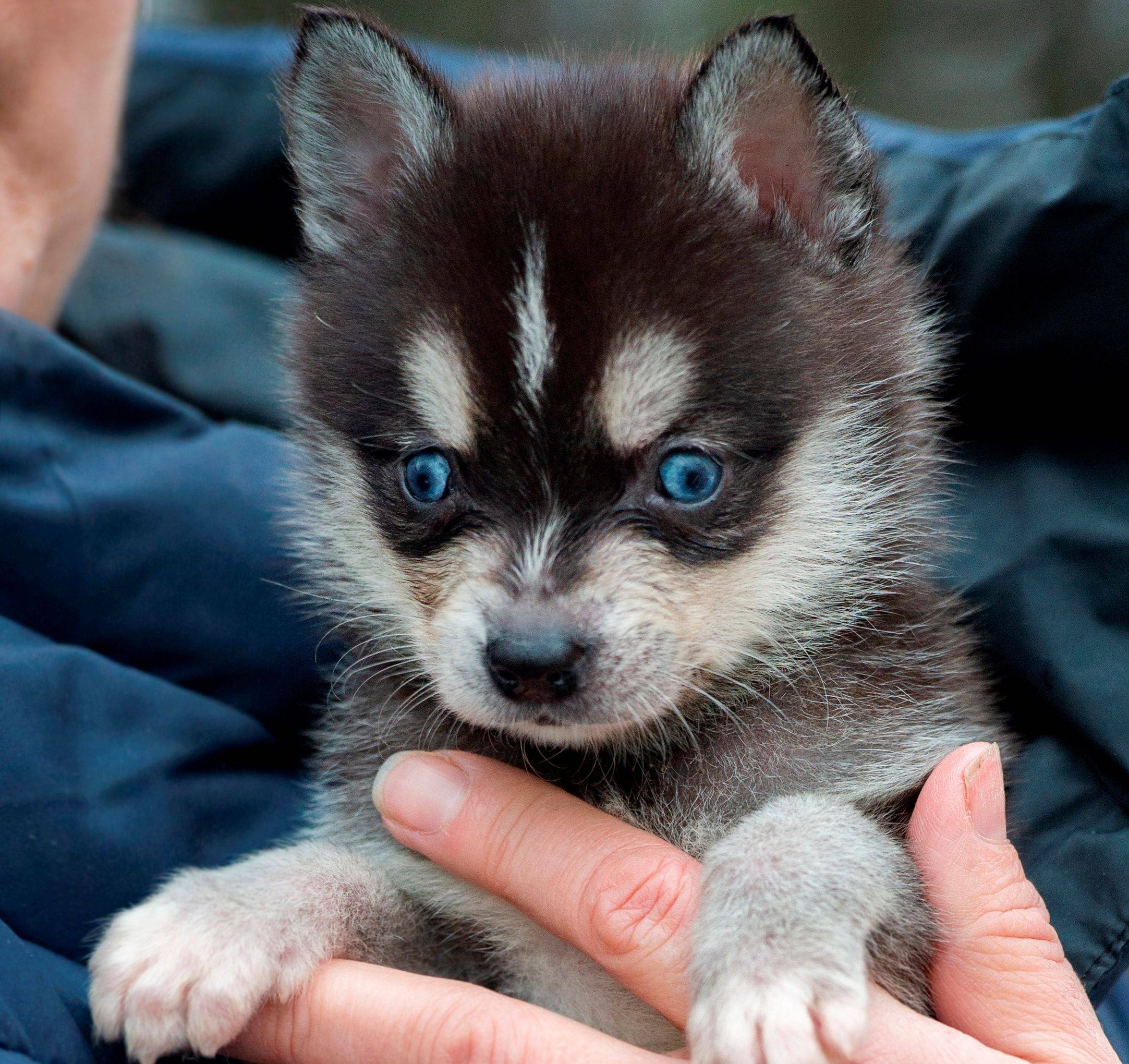 Аляскинский кли кай (мини хаски): описание породы собак