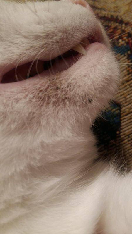 6 причин, почему у кота во рту черные пятна