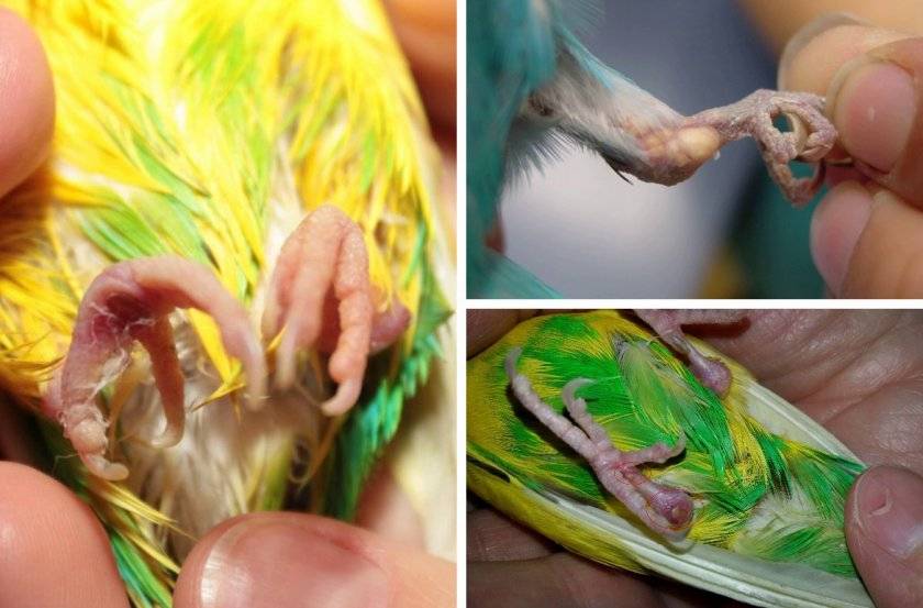 Болезни попугаев их лечение