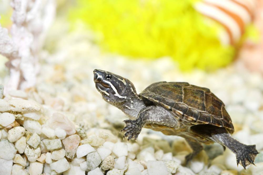 Домашние черепахи: уход, виды, фото
домашние черепахи: уход, виды, фото