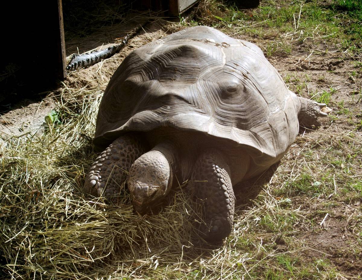 Возраст, рост и продолжительность жизни черепах. сколько лет живут черепахи?
