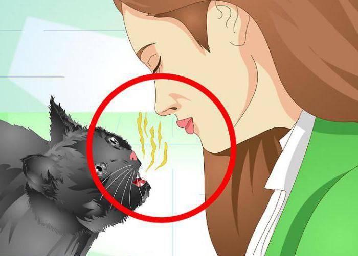 У собаки неприятный запах изо рта? тому есть три причины