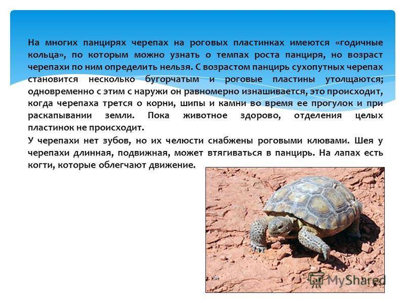 ᐉ красноухая черепаха перестала есть - zooshop-76.ru