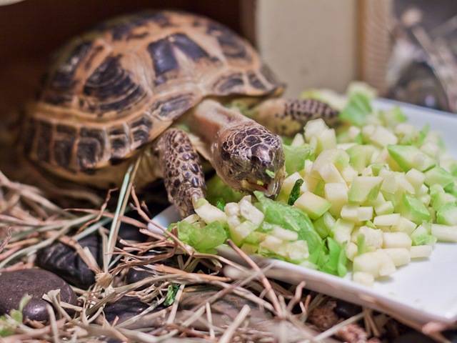 Что ест черепаха в домашних условиях?