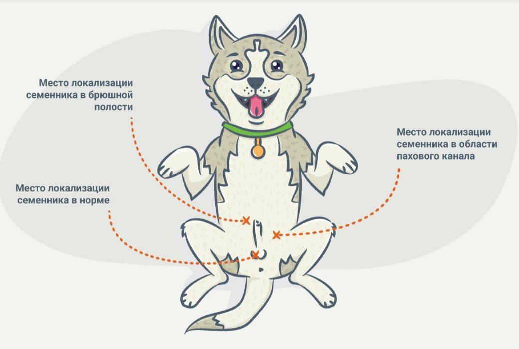 Собака после стерилизации - особенности изменения поведения, кормления и ухода