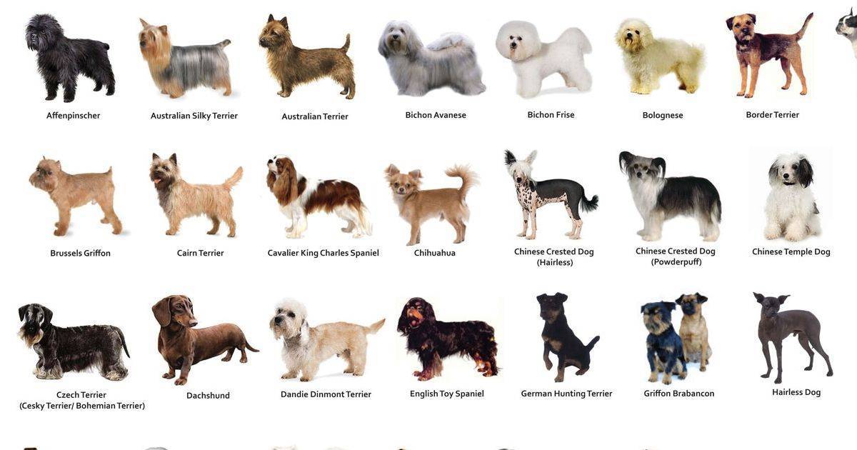 Собаки маленького размера: породы с названием, описанием и фото