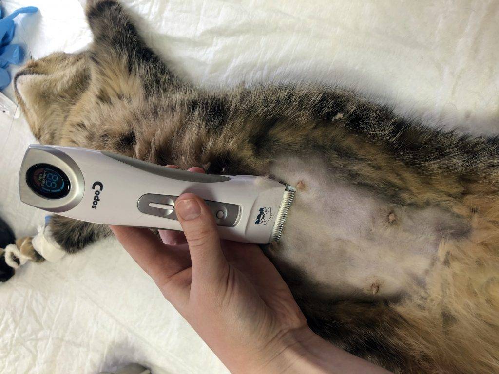 Можно ли стерилизовать кошку во время течки или нет