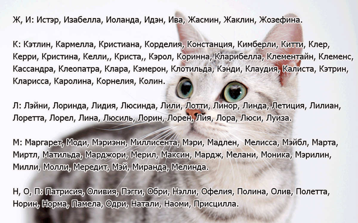 Имена кошек, которые приносят счастье и удачу в дом