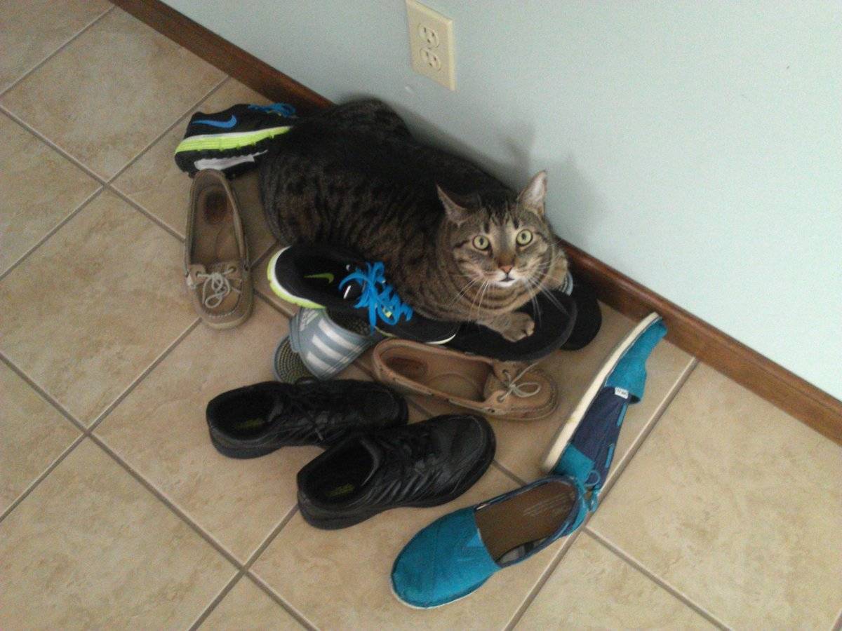 Обувь для котов – зачем нужна и как сделать самостоятельно?