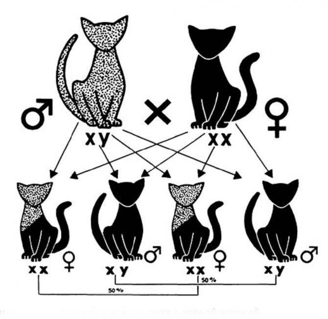 От чего зависит характер кошки и как его определить заранее