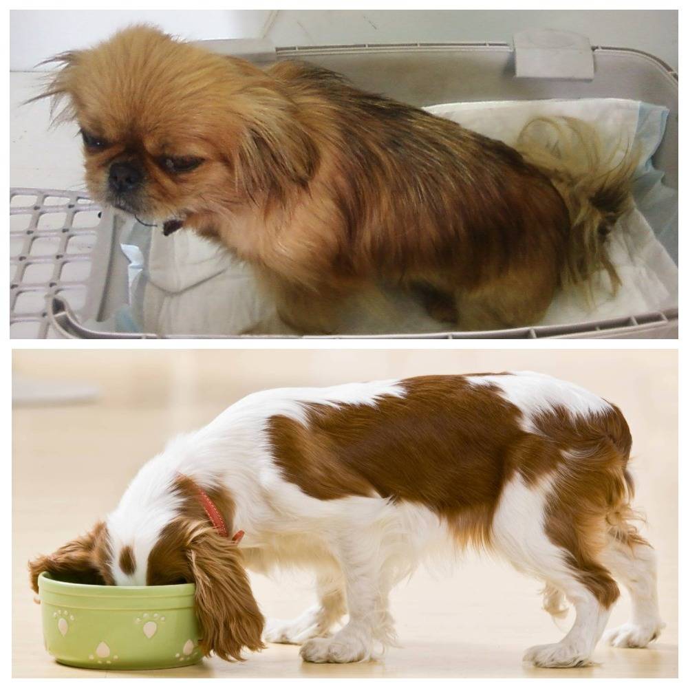 Почему собака икает после еды? физиология или патология. что делать при икоте собак?