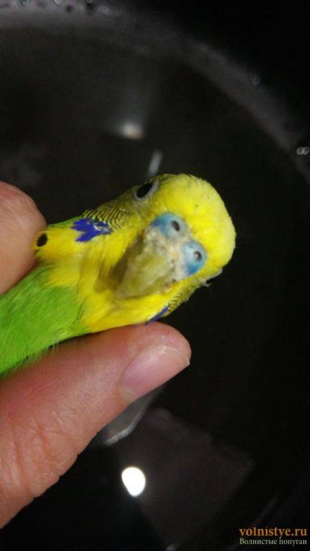 Отравления у попугаев: причины, симптомы, ядовитые для попугаев вещества