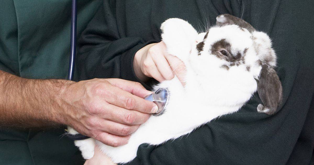 Справочник испражнений у кроликов | кролик дома