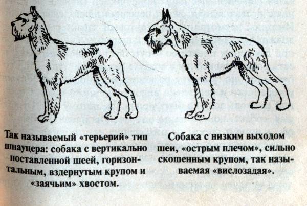 Ризеншнауцер: описание породы собак, фото, характер, минусы и плюсы