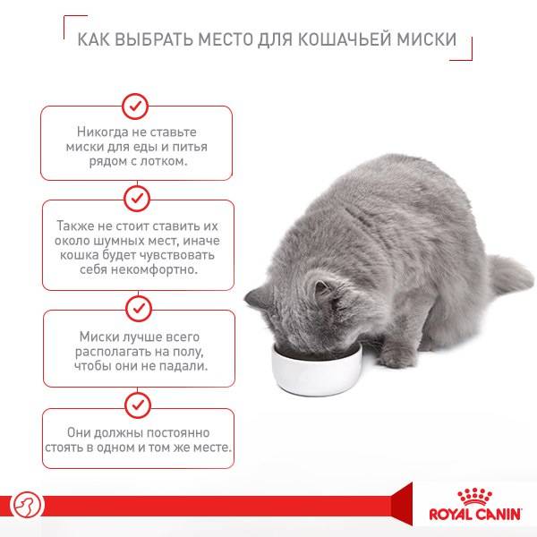 5 способов как заставить кошку пить воду