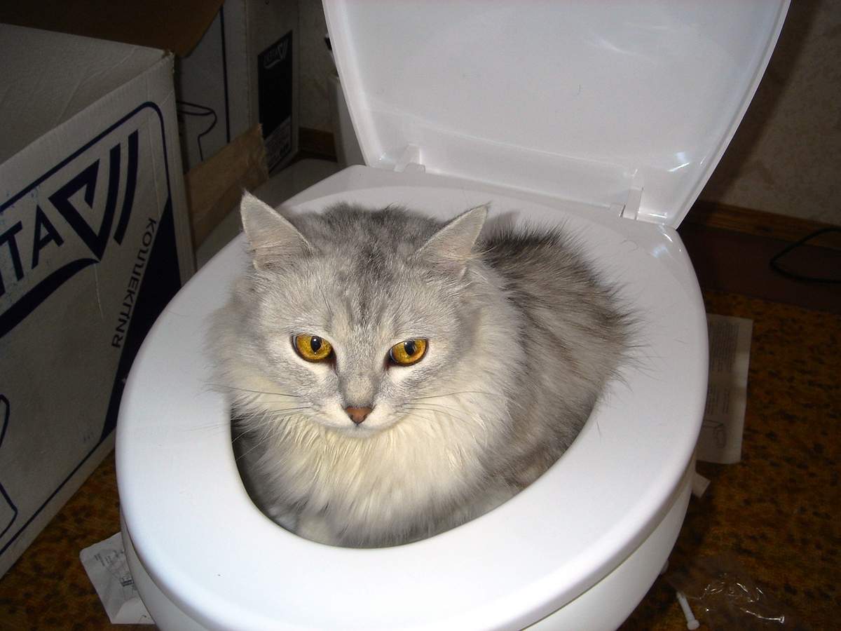 9 заблуждений хозяев о туалетных проблемах кошек