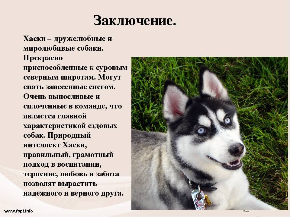 Сибирский хаски: описание, плюсы и минусы, выбор щенка, питомники.