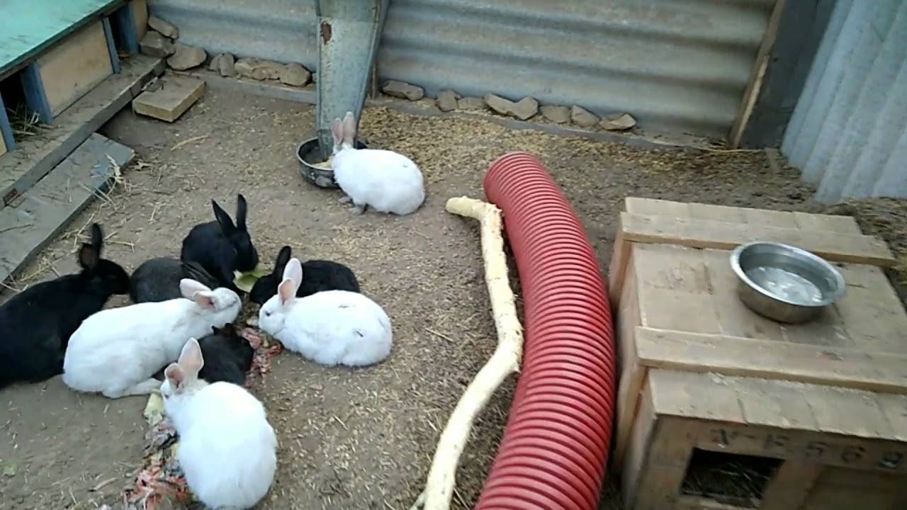 Разведение кроликов для начинающих в домашних условиях (фото инструкция)