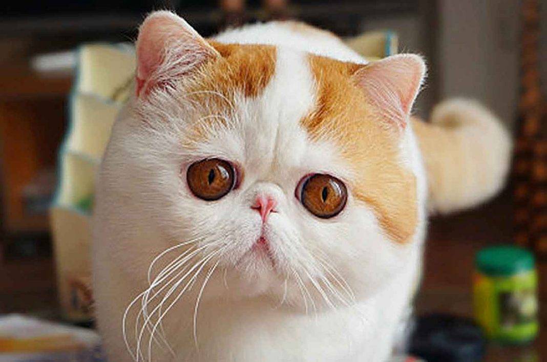 5 пород кошек с плоской мордой и большими глазами: как называются коты с приплюснутыми носами?