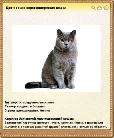 Тонкинская кошка — описание пород котов