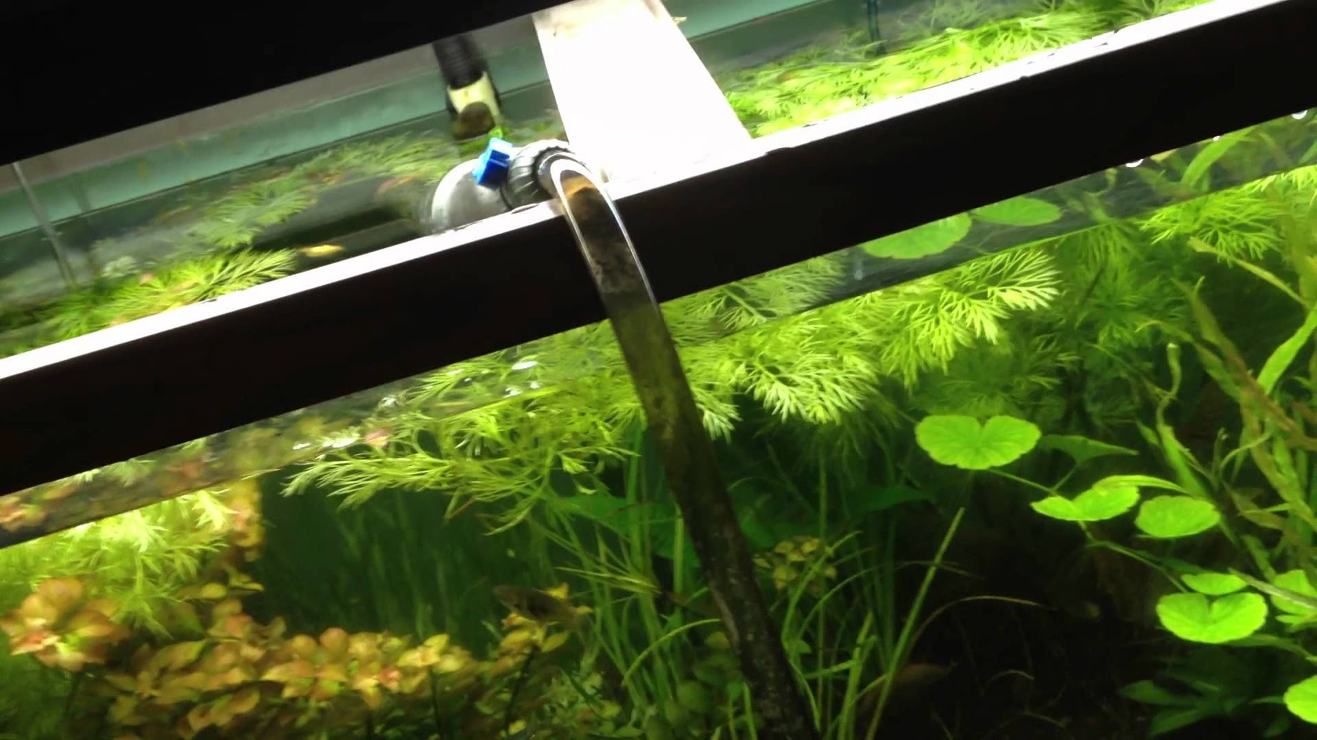 Помутневшая вода в аквариуме: что делать и как избежать?