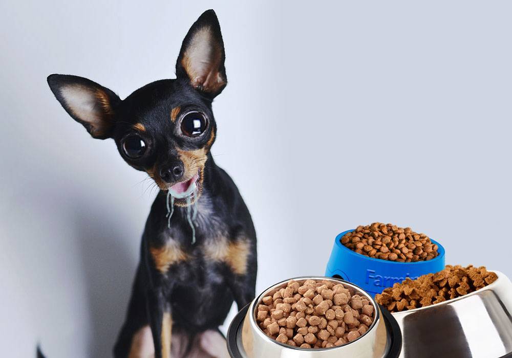 Чем кормить той терьера в домашних условиях: как правильно выбрать сухой корм для 1, 2 и 3-месячного щенка и взрослой собаки