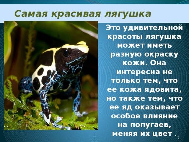 10 самых необычных лягушек в мире