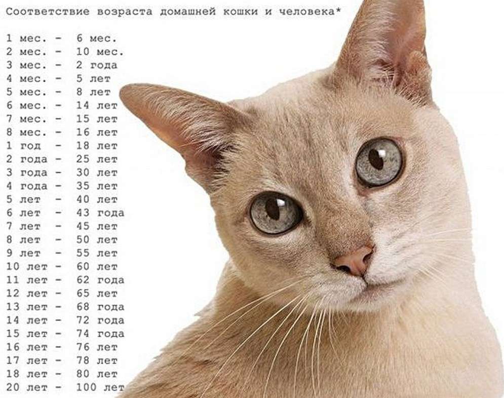 Возраст кошки по человеческим меркам — таблица, как определить