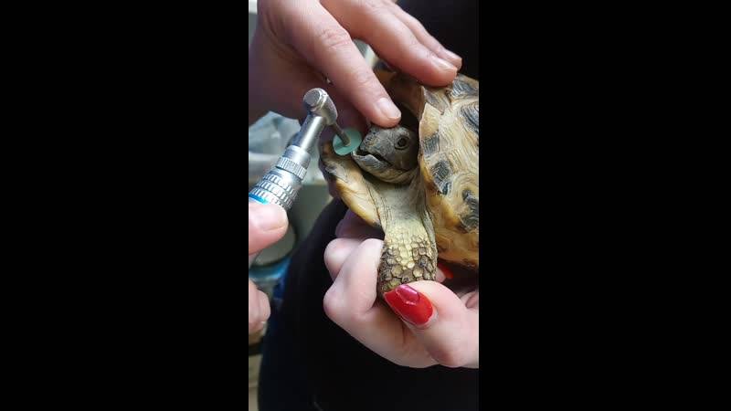 Заболевания красноухих черепах: профилактика,лечение,симптомы,фото,видео. | аквариумные рыбки
